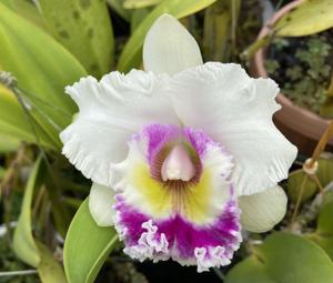 Rhyncholaeliocattleya Doctor Joe Walker