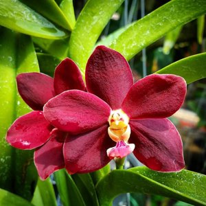 Trichovanda Thai Velvet