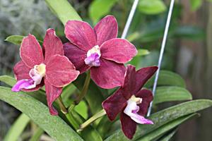 Trichovanda Thai Velvet