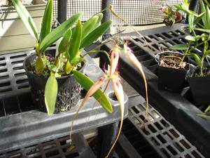 Bulbophyllum Pulled Taffey