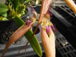 Bulbophyllum Pulled Taffey