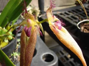 Bulbophyllum Pulled Taffey
