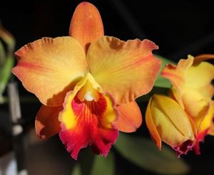 Rhyncholaeliocattleya Little Toshie