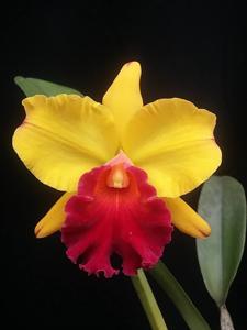 Rhyncholaeliocattleya Little Toshie