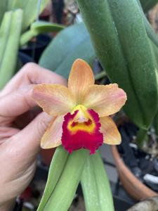 Rhyncholaeliocattleya Little Toshie