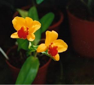 Rhyncholaeliocattleya Little Toshie