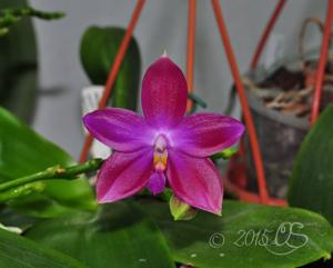 Phalaenopsis Germaine Vincent