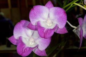 Dendrobium Hot Lips