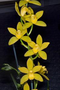 Cymbidium Kusuda Shining