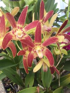 Dendrobium Awesome