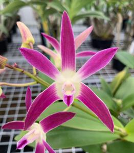 Dendrobium Awesome