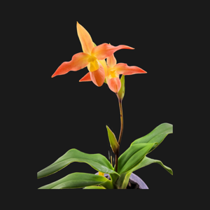 Phragmipedium Don Wimber