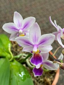 Phalaenopsis Hiroshima Tetratris