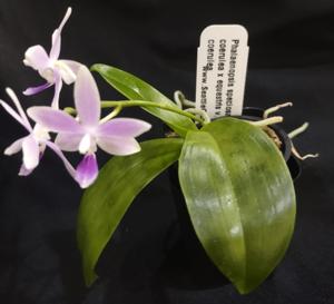 Phalaenopsis Hiroshima Tetratris