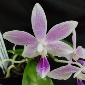 Phalaenopsis Hiroshima Tetratris