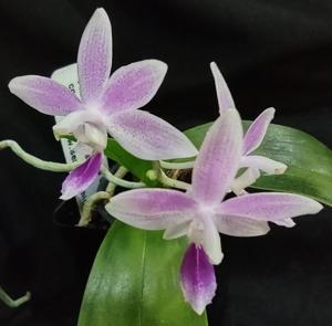 Phalaenopsis Hiroshima Tetratris