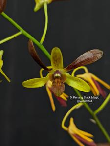 Dendrobium Penang Black Magic