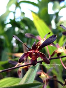 Dendrobium Penang Black Magic