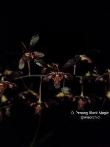 Dendrobium Penang Black Magic