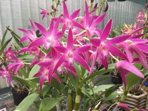 Dendrobium Anne's Rainbow Surprise