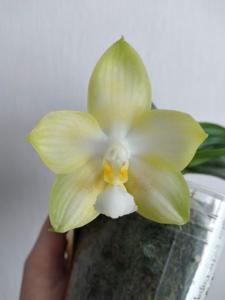 Phalaenopsis Yungho Gelb Canary