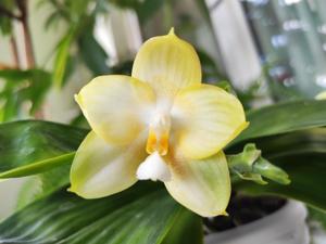 Phalaenopsis Yungho Gelb Canary