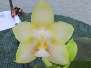 Phalaenopsis Yungho Gelb Canary