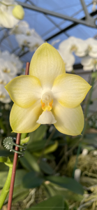 Phalaenopsis Yungho Gelb Canary