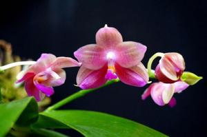 Phalaenopsis Yungho Little Baby