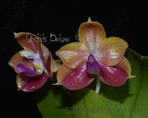 Phalaenopsis Yungho Little Baby