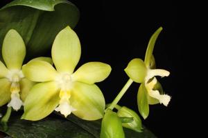 Phalaenopsis Tsay's Evergreen