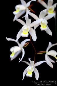 Coelogyne Unchained Melody