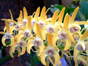 Dendrobium Amber Banks