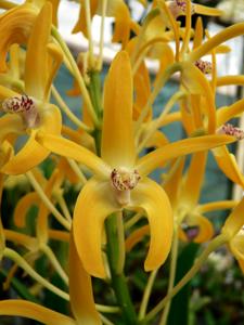 Dendrobium Amber Banks