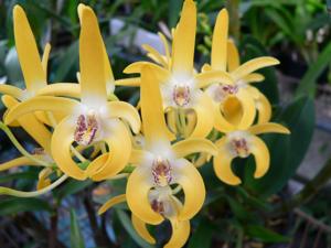 Dendrobium Amber Banks