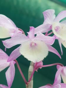Dendrobium Bohemian Rhapsody