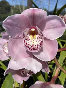 Cymbidium Mount Vision