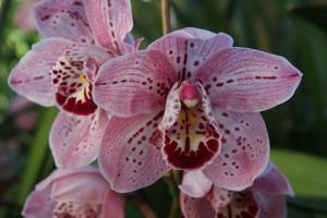 Cymbidium Mount Vision