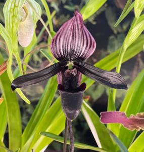 Paphiopedilum Black Eagle