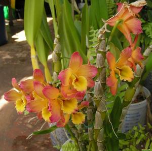 Dendrobium Oriental Smile