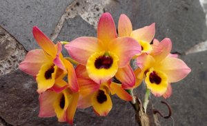 Dendrobium Oriental Smile