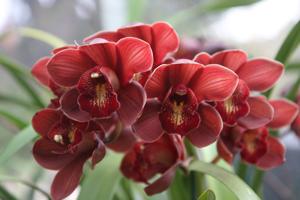 Cymbidium Khan Flame