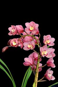 Cymbidium Lancashire Khan