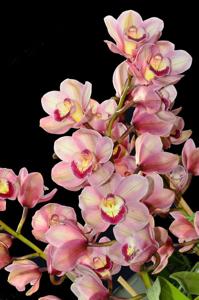 Cymbidium Lancashire Khan