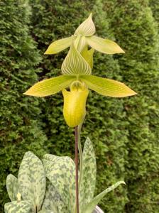 Paphiopedilum Saiun