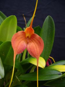 Masdevallia June Winn