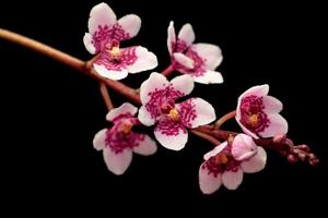 Sarcochilus Sherlock