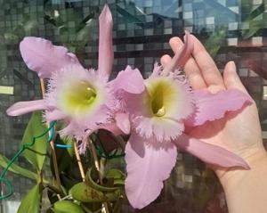 Rhyncholaeliocattleya Duh's White