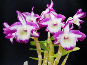 Dendrobium Hamana Lake
