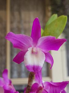 Dendrobium Hamana Lake